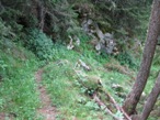 Sentiero nel bosco, a volte sparisce nella vegetazione o è interrotto dalle piante abbattute dalla neve