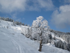 Particolare di una pianta rivestita di bianco lungo i bei pendii dei boschi dell'Hartkaser