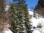 Un tratto di bosco rado che porta verso le baite superiori di Pragrande