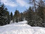 Si entra nel bel bosco in direzione nord / nord-ovest