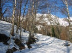 Altro tratto di bosco, sempre con pendenze discrete e facili