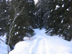 dopo il ponte la strada diventa traccia e si entra nel bosco
