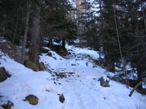 Il percorso passa nel bosco di larici e abeti, moderatamente fitto.