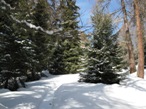 La traccia che sale nel bel bosco sopra Sommarse