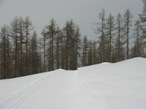 Scendendo dal Mont Portola si giunge alla pista di fondo