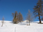 Appena fuori del pendio boschivo verso l'Alpe Tza de Fontaney