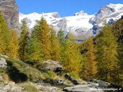 Val D'Ayas - bosco nei pressi del piano di Verra in Autunno