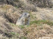 Marmotta