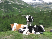 Mucche in posa fotogenica