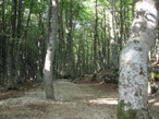Il bel bosco che si trova scendendo dalla Val Maone e verso i prati di Tivo