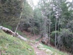 Il bel bosco nei pressi del rifugio Roccoli Lorla
