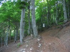 Il sentiero nel bosco che sale pi diretto, lasciando alla sua sinistra quello principale