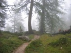 Si entra nel bel bosco