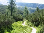 Il bosco comincia a lasciare il posto alla vegetazione tipica di medio alta montagna, con i pini mughi.