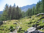 Il sentiero che entra nel rado bosco e sale poi in maniera pi decisa verso il vallone del Col Serena