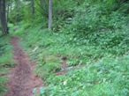 Il bivio nel bosco, il sentiero è a destra poco visibile