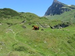 Alpeggi verdi al passo del S. Bernardino, sullo sfondo a destra il Piz Uccello